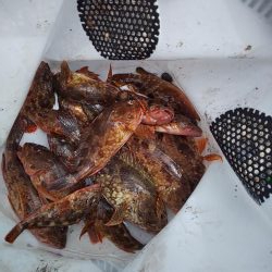 根魚天国で癒し