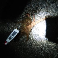 タコ釣り