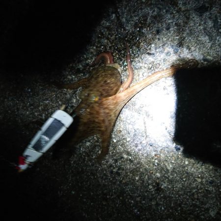 タコ釣り