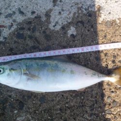 夕マズメが無い