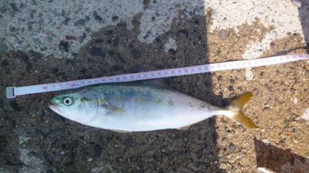 夕マズメが無い