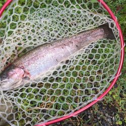 朽木渓流魚ルアーフィールド