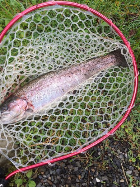 朽木渓流魚ルアーフィールド