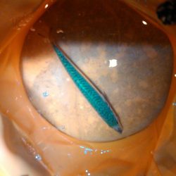 浜名湖 ライトゲーム