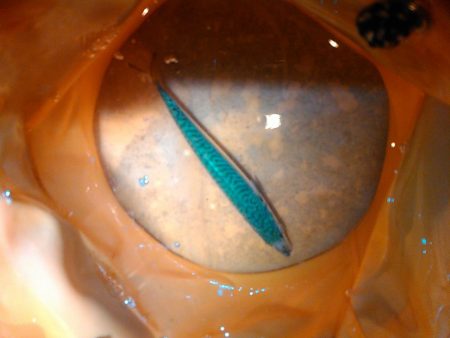 浜名湖 ライトゲーム