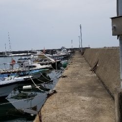 チヌ狙いだったのに