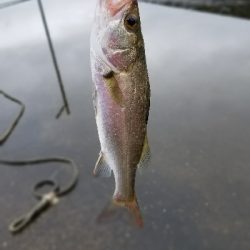 落としこみで色々釣れました。