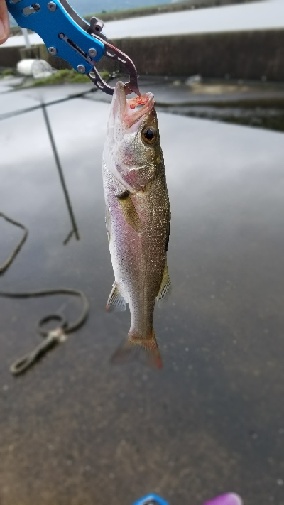 落としこみで色々釣れました。