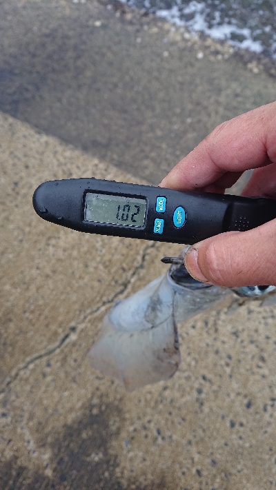 夏イカキロUP❗