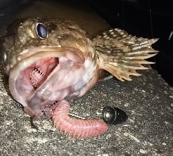 マッスルガシラを釣りたくて