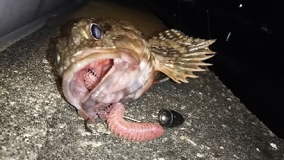 マッスルガシラを釣りたくて