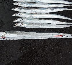 メーターオーバータチウオ