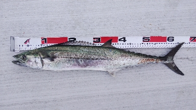 タチウオとサゴシ