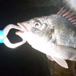 キビレ小さくなった?