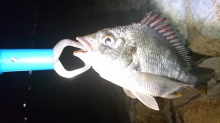 キビレ小さくなった?