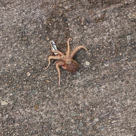 タコ釣り