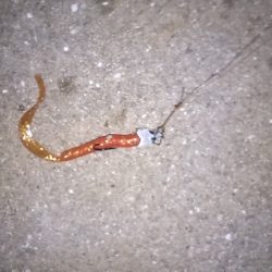 ダイソーワーム良く釣れます。