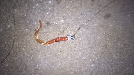 ダイソーワーム良く釣れます。