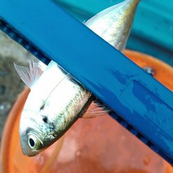 浜名湖 ライトゲーム