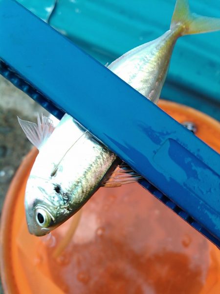 浜名湖 ライトゲーム