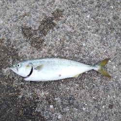 ツバスはいつまで続く？