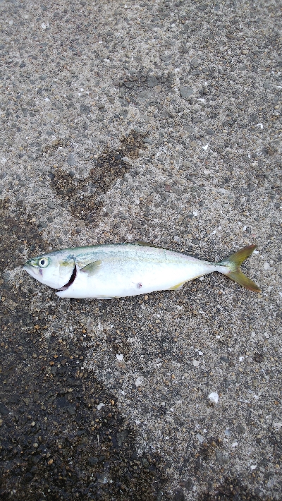 ツバスはいつまで続く？