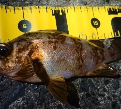 仕事終わりメバリング