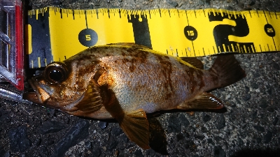 仕事終わりメバリング