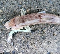 タチウオテンヤ