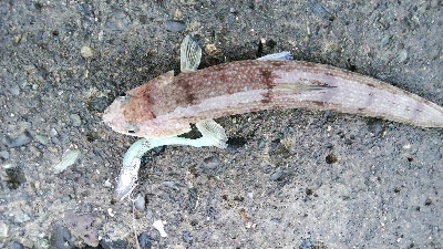 タチウオテンヤ