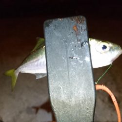 豆アジング！！