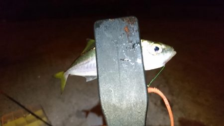 豆アジング！！