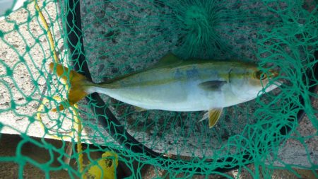 夕マズメが無い