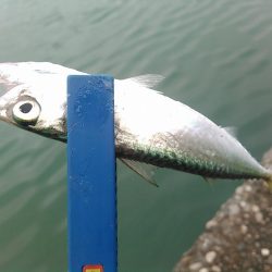 浜名湖 ライトゲーム