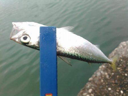 浜名湖 ライトゲーム