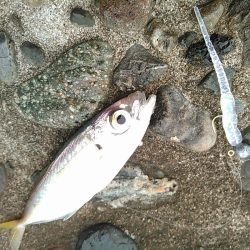 浜名湖 ライトゲーム