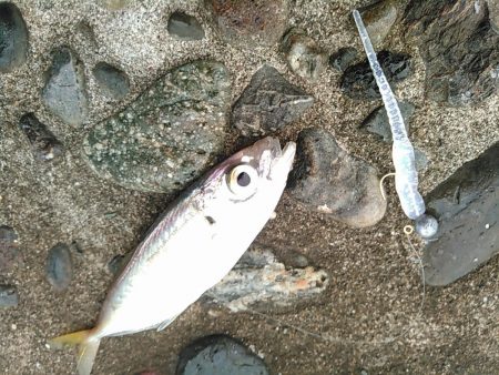 浜名湖 ライトゲーム