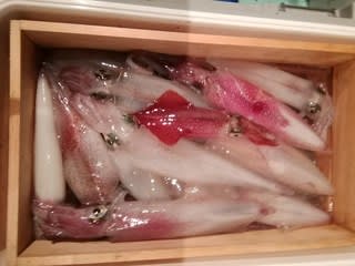 松福丸 釣果