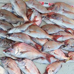 松本釣船２ 釣果