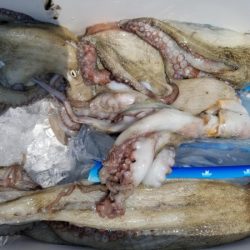 オーフリー 釣果