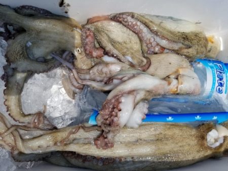 オーフリー 釣果