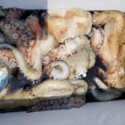 オーフリー 釣果