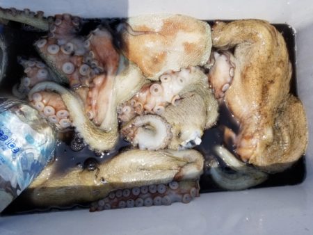 オーフリー 釣果