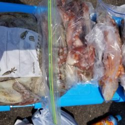 オーフリー 釣果