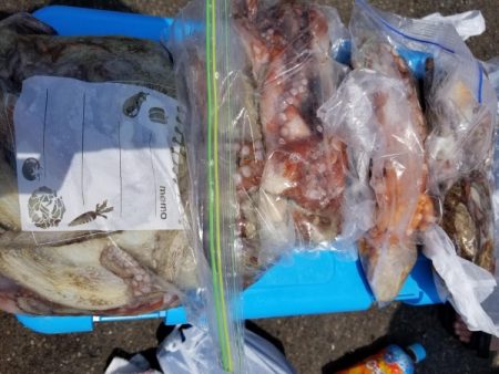 オーフリー 釣果