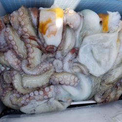 オーフリー 釣果