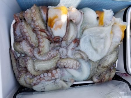 オーフリー 釣果