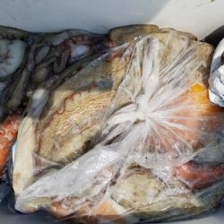 オーフリー 釣果