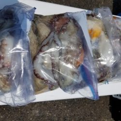 オーフリー 釣果