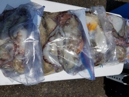 オーフリー 釣果